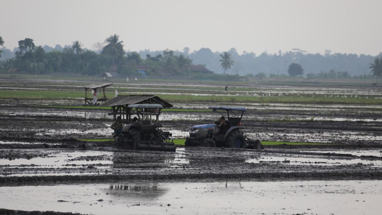 Di tengah musim kemarau yang sering menyebabkan penurunan produksi dan kenaikan harga gabah serta beras, Badan Pusat Statistik (BPS) justru melaporkan adanya penurunan rata-rata harga gabah.