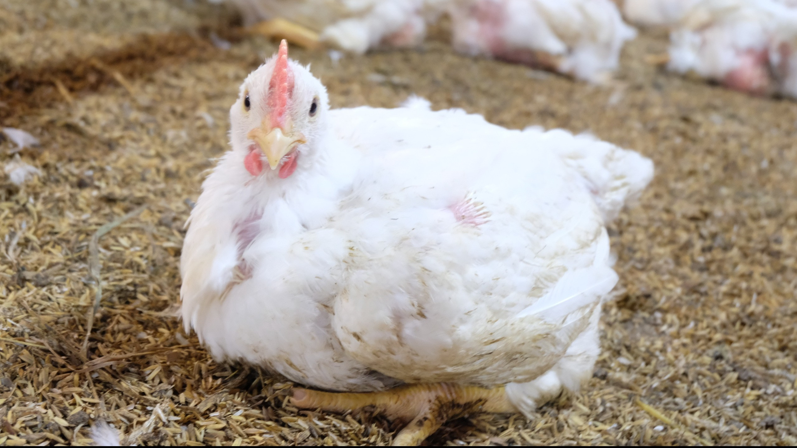 Kementerian Pertanian menegaskan bahwa komoditas daging ayam ras dan telur ayam ras telah mencapai swasembada dan memiliki keunggulan daya saing tinggi.