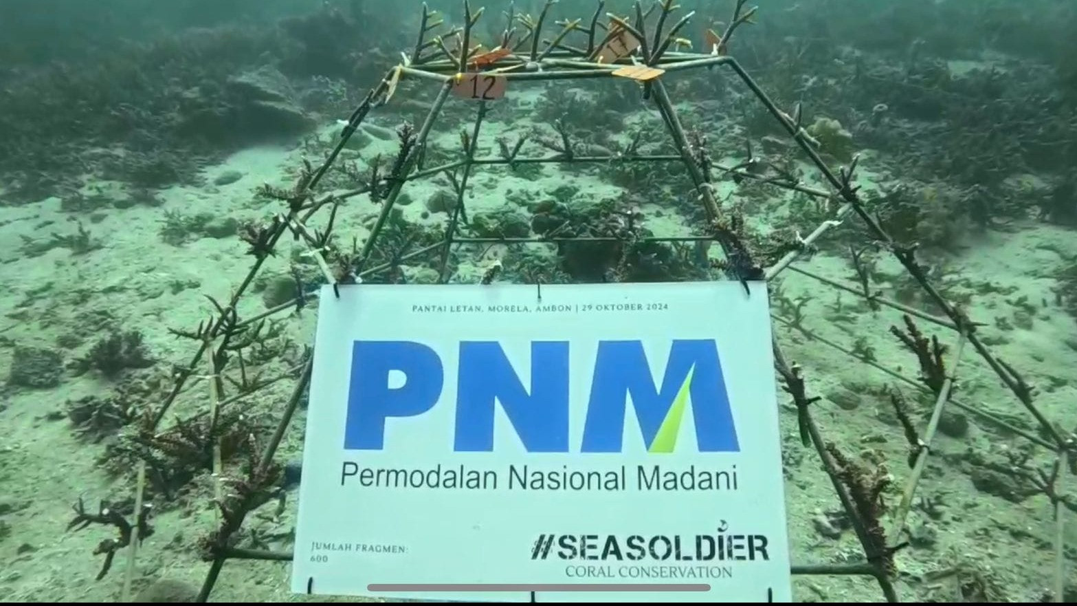 PT Permodalan Nasional Madani (PNM) melalui cabangnya di Ambon berkolaborasi dengan generasi muda untuk melakukan konservasi terumbu karang.