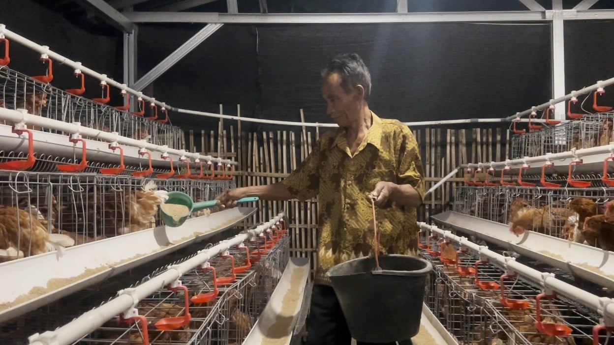 Ilustrasi seorang peternak ayam petelur sedang memberi makan ternaknya.