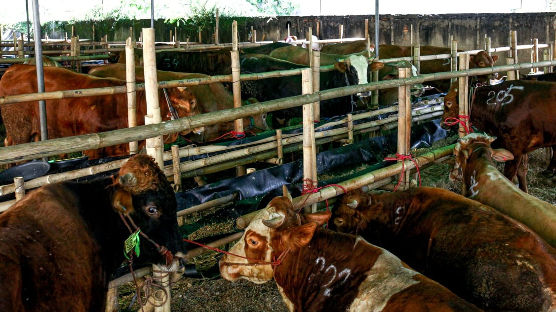 Berita Foto: Lapak Hewan Kurban Mulai Bermunculan Jelang Iduladha 1447 H