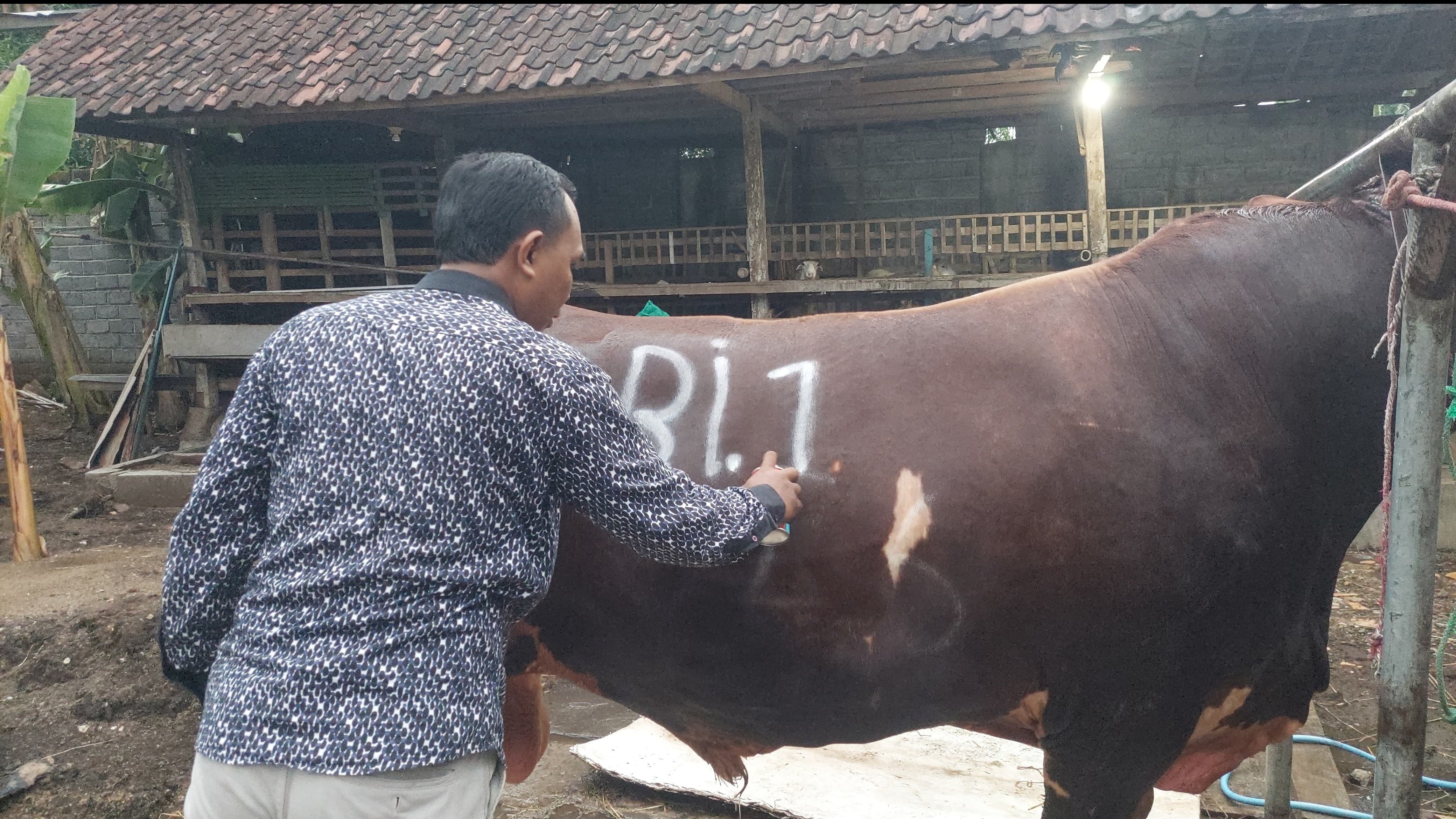 Ronggo Waseso, sapi asal Probolinggo dibeli Presiden Prabowo sedang dimandikan
