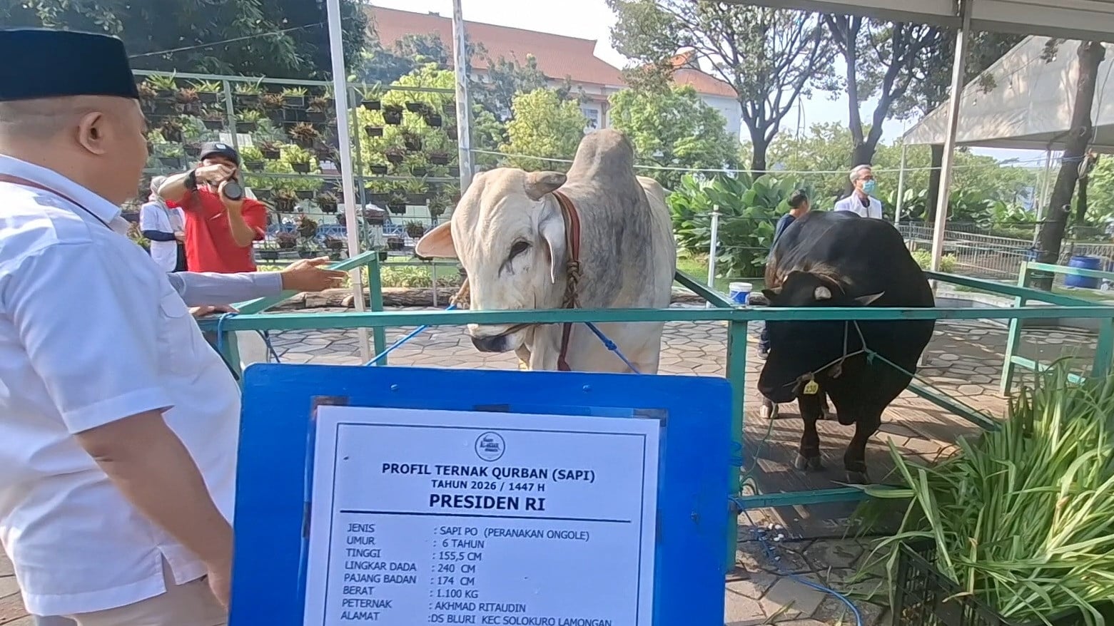 Sapi Kurban Presiden Prabowo