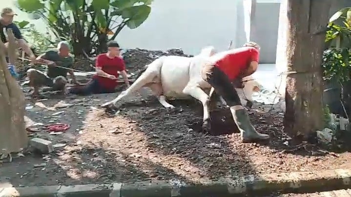 Sapi Kurban Sekolah MAN Meronta dan Sempat Ngamuk Saat Hendak Disembelih