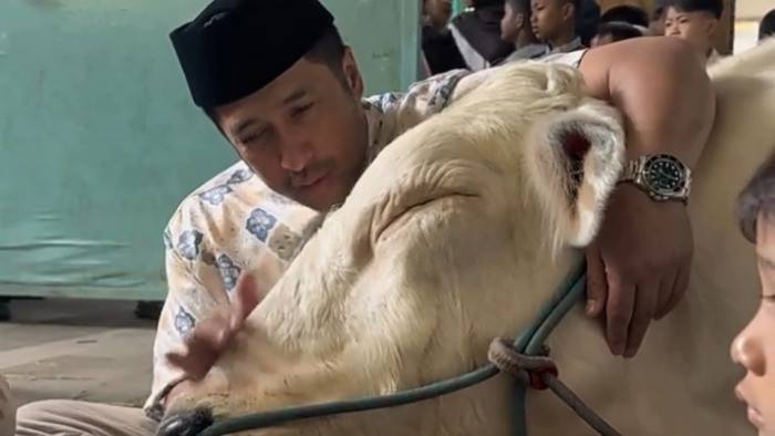 Momen Irfan Hakim peluk sapi kurban bernama Popeye