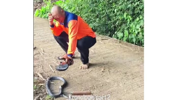 Detik-detik Heru Gundul presenter  Jejak Si Gundul  disembur ular berbisa saat lakukan penyelamatan.