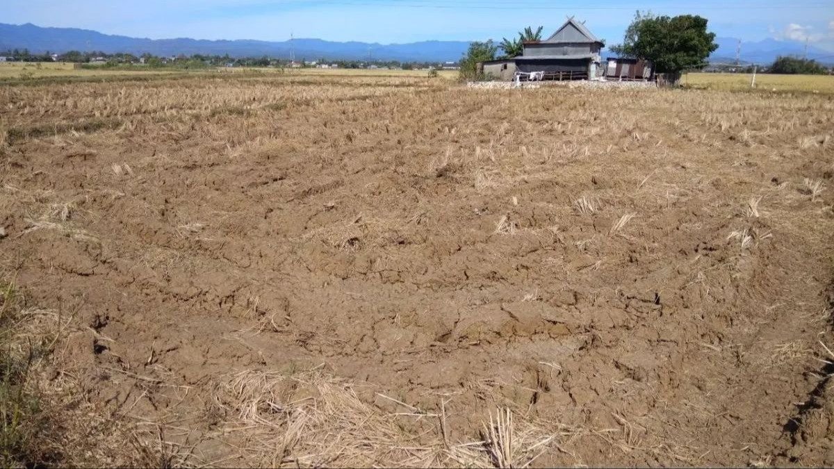 Ilustrasi kondisi sawah yang mulai kekeringandi daerah tetangga Kabupaten Gowa, Sulsel sebagai dampak dari El Nino