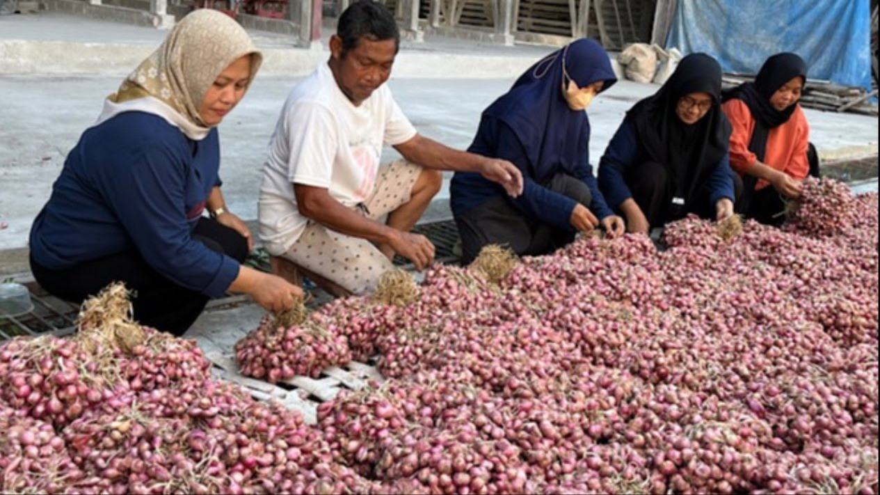 Ilustrasi Petani Bawang Siap Hadapi El Nino