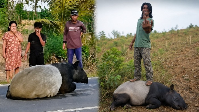 Potret seekor tapir saat berkeliaran di jalan lintas Mesuji, Lampung & setelah disembelih warga