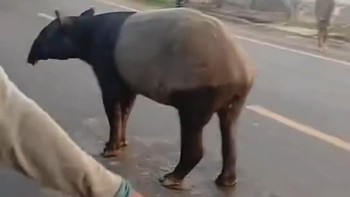 Seekor tapir saat berkeliaran di Jalan Lintas Timur Sumatera, Kabupaten Mesuji, Lampung