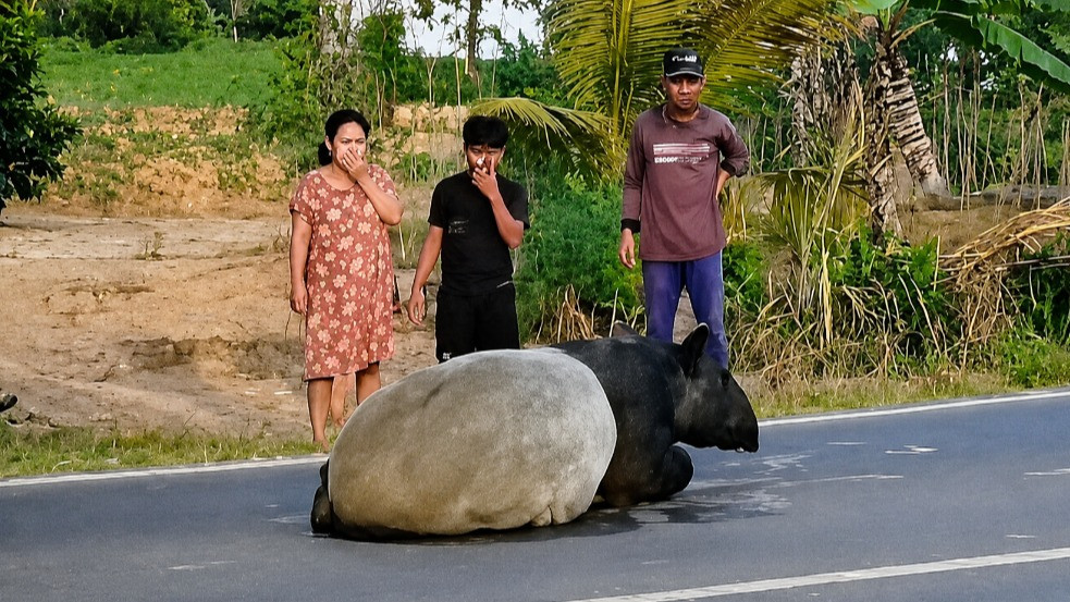 Seekor tapir, satwa purba dilindungi saat berkeliaran di Jalan Lintas Timur Sumatera sebelum disembelih warga di Mesuji, Lampung