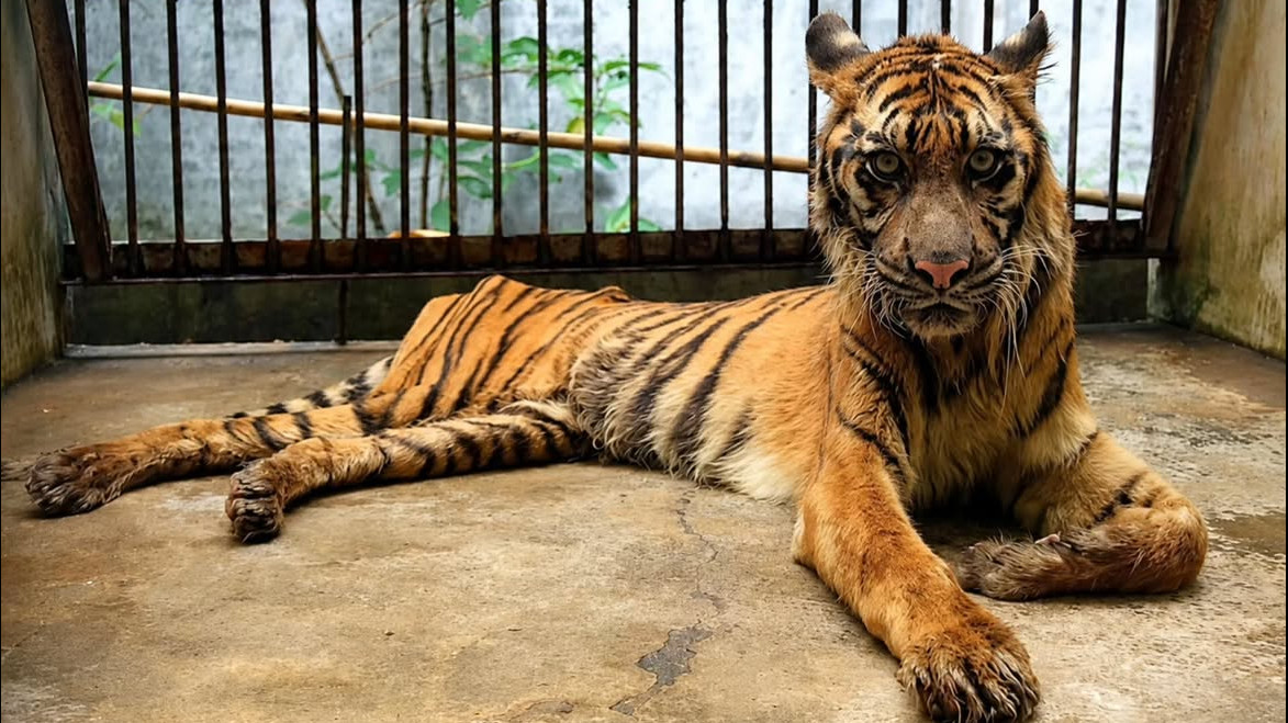 Hariamu tampak kurus di Kebun Binatang Surabaya (KBS)