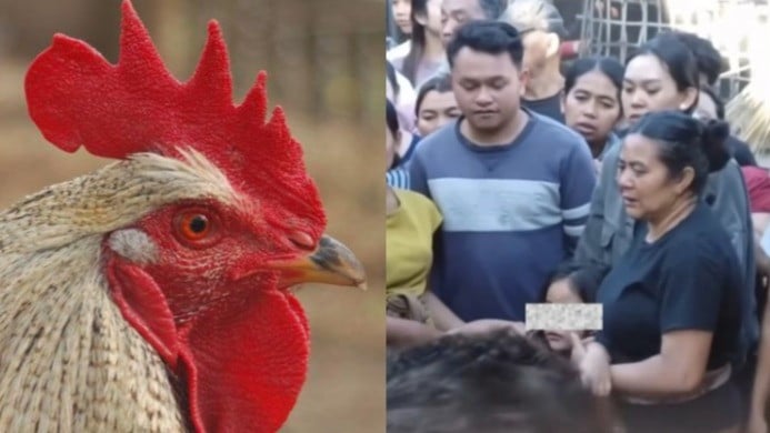 Ilustrasi ayam jago - Anak korban pengeroyokan gegera diduga curi ayam di Bali