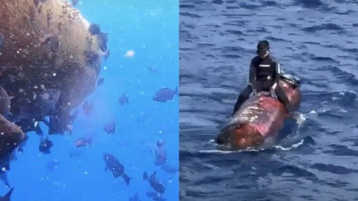 Wujud rumpon ilegal yang dipasang guna menarik ikan-ikan berkumpul, sehingga dengan mudah dijaring dalam jumlah besar