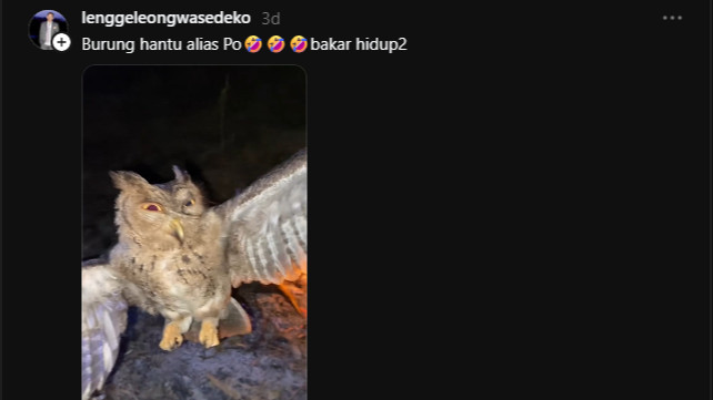Satwa Langka Burung Hantu Dibakar Hidup-hidup Viral di Media Sosial, Publik Figur Angkat Bicara
            - galeri foto