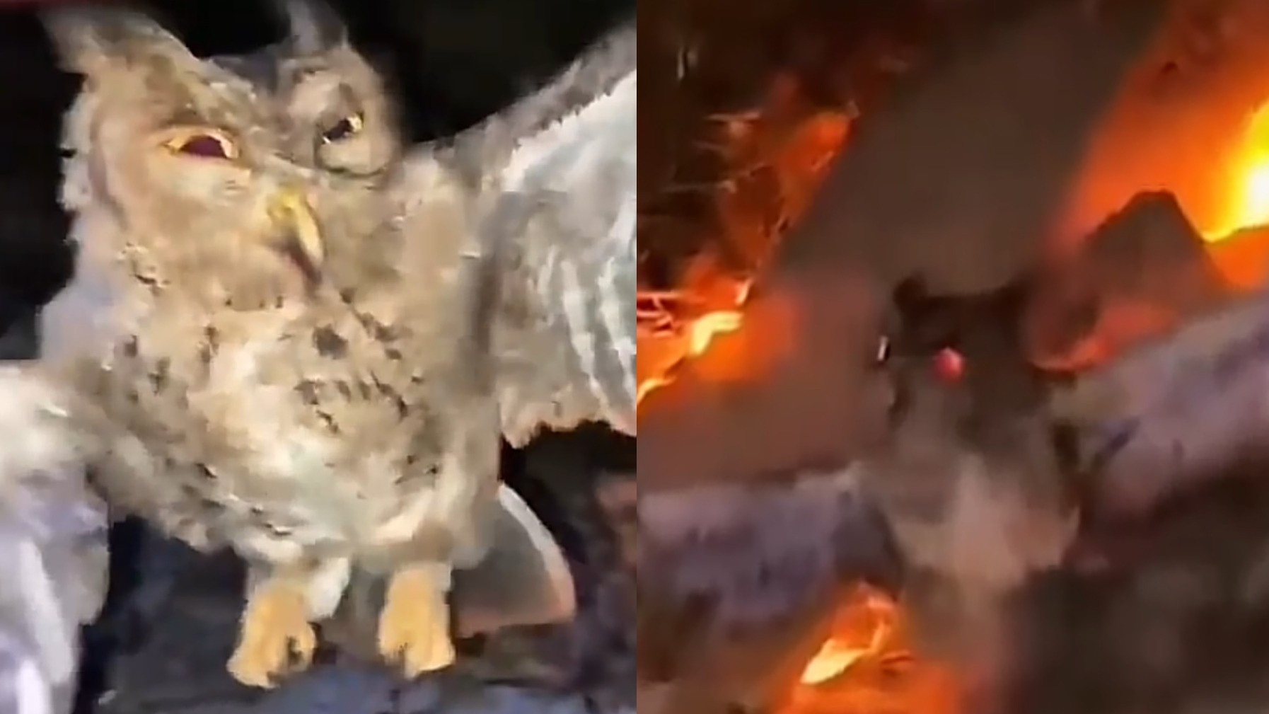 Viral! Tiga Pria di NTT Siksa hingga Bakar Burung Hantu Hidup-hidup, Terpengaruh Mitos Pembawa Sial