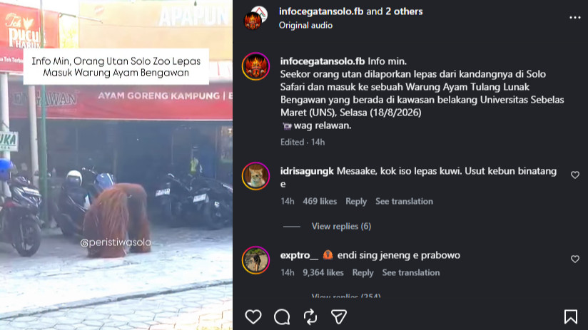 Orang Utan masuk rumah makan di Solo