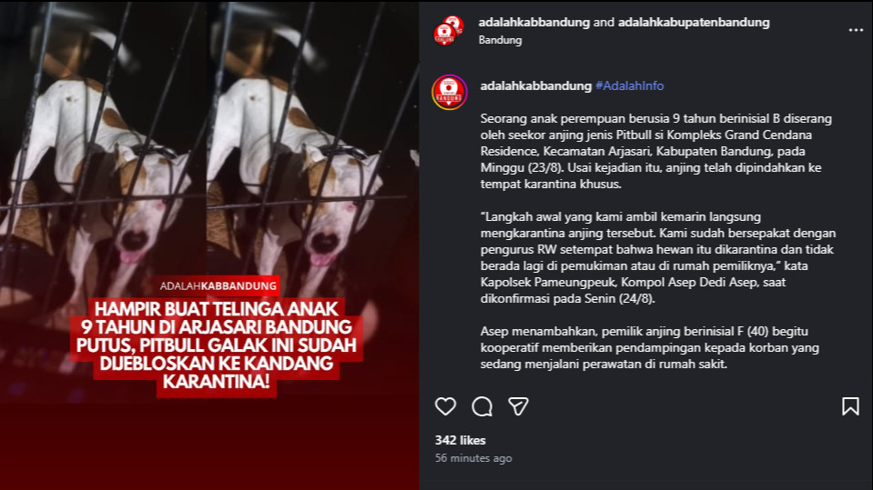 Update kondisi anjing pitbull yang serang bocah 9 tahun di Bandung