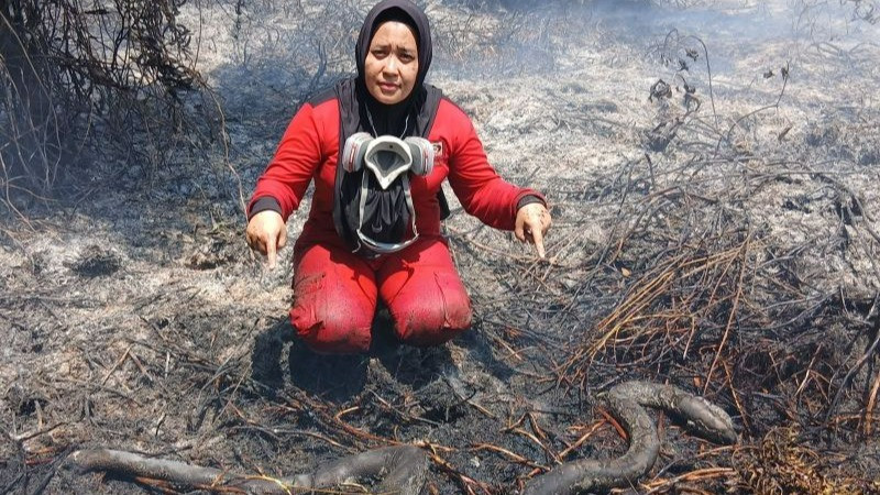 Tim Manggala Agni temukan ular yang terdampak akibat Karhutla Kalimantan