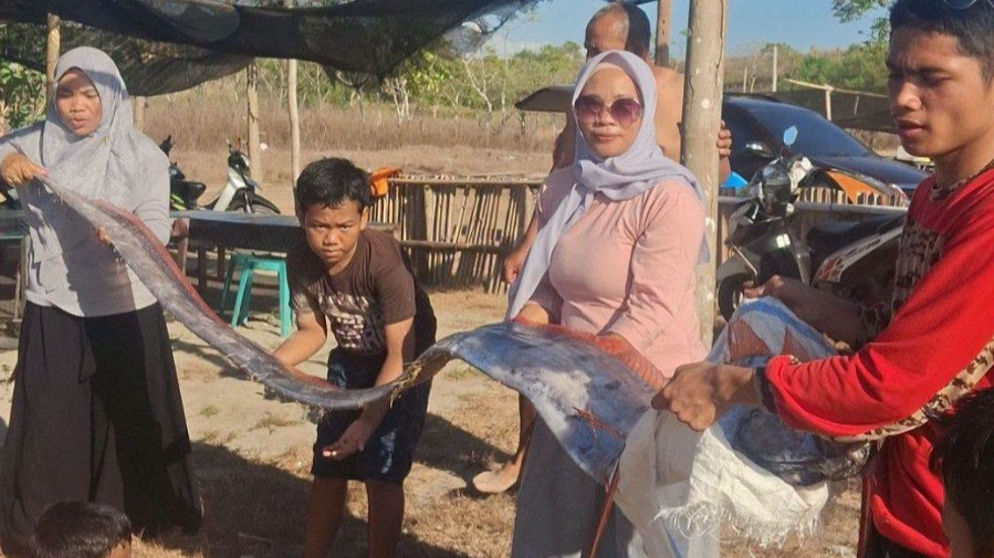 Potret ikan kiamat oarfish berukuran panjang 4 meter yang viral ditemukan mati terdampar di Pantai Pink Lombok