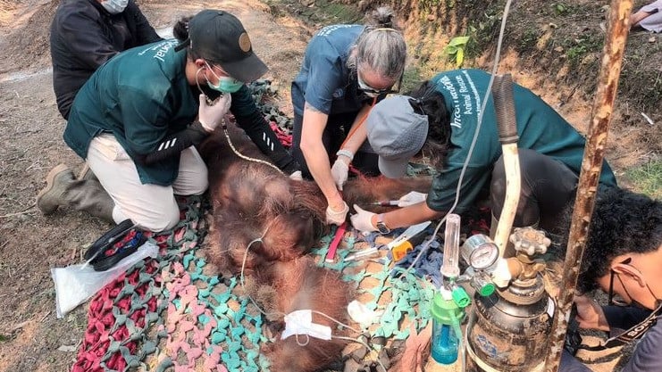 Orangutan Kalimantan jantan dewasa bernama Sempurna mati usai ditemukan lemah dan pingsan diduga akibat asap Karhutla di Kalbar