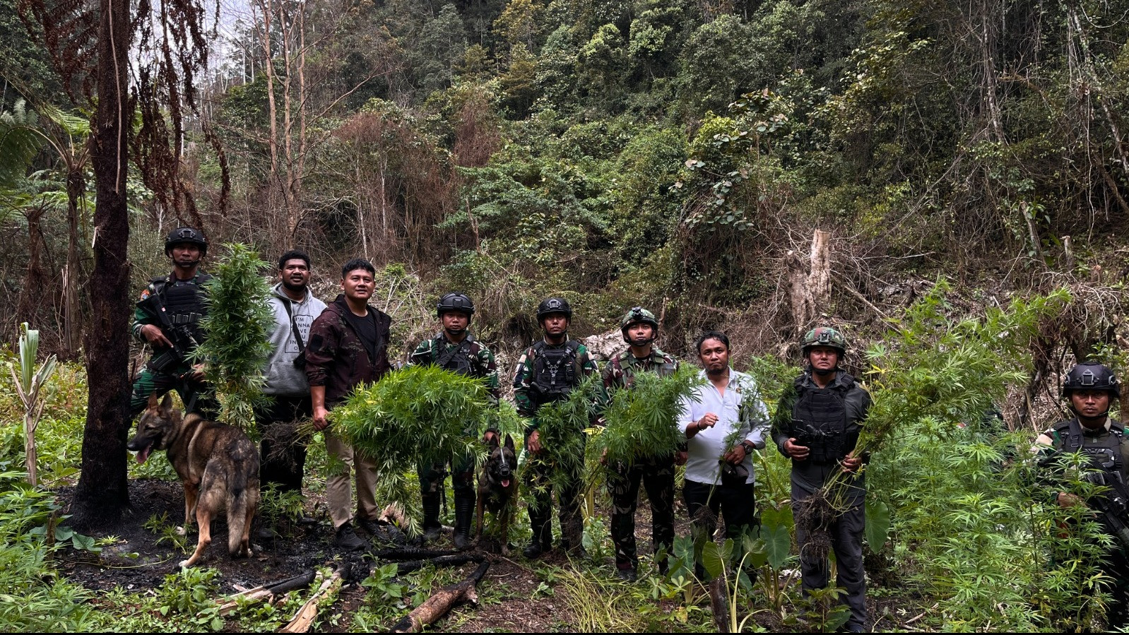 Satgas Swasembada Yonif 734/SNS Beserta Gabungan TNI-Polri Temukan Ladang Ganja di Kabupaten Pegunungan Bintang