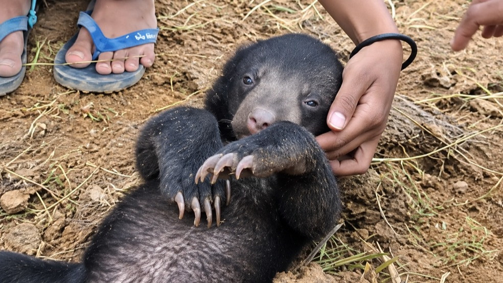 Video viral anak beruang madu, Anggun saat ditemukan di tengah kawasan bekas karhutla di Kalimantan Timur