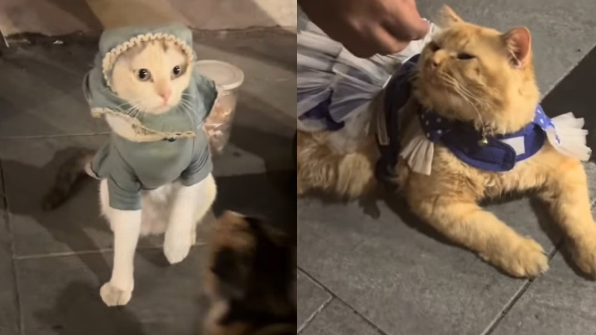 Viral Kucing Berkostum di Tunjungan Terlihat Lemas, Pemilik Bantah Diberi Obat Tidur