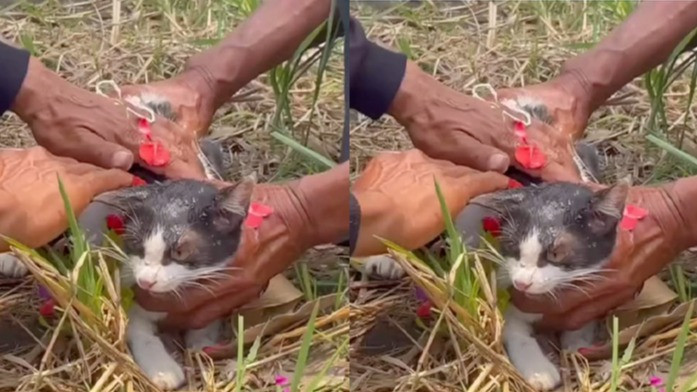 Ritual memandikan kucing memohon turunnya hujan
