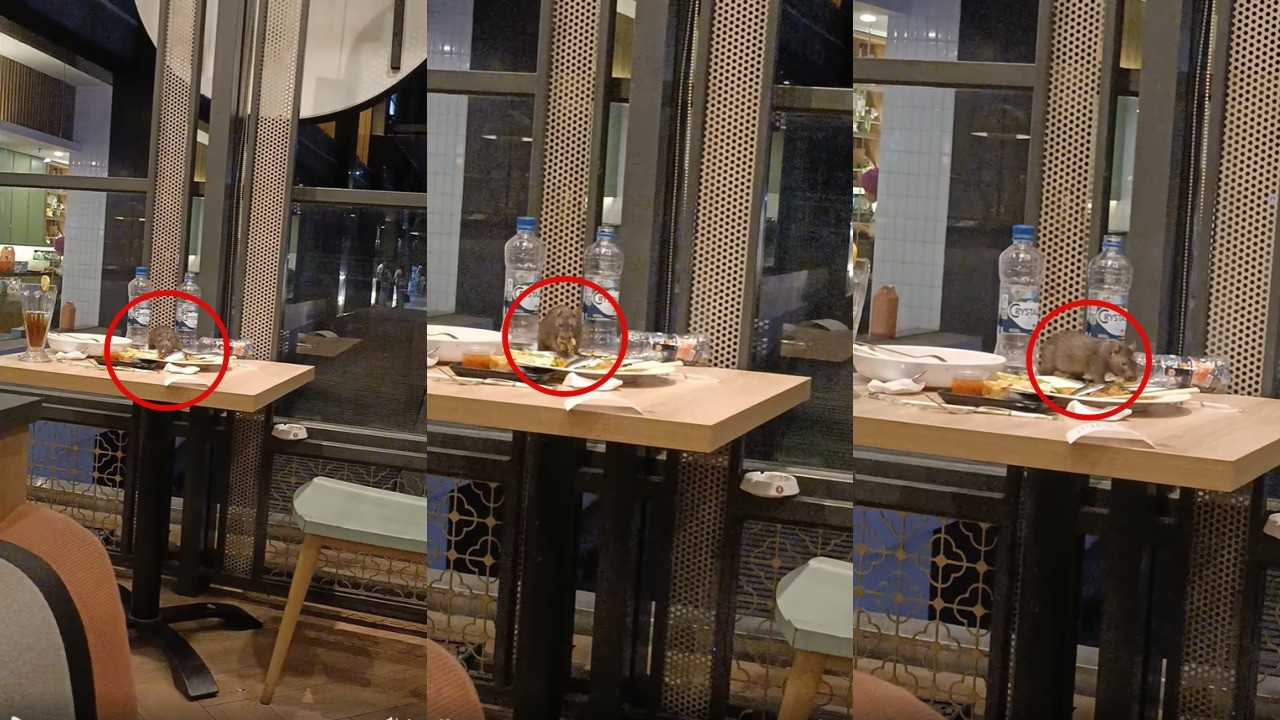 Viral Pelanggan Pergoki Tikus di Atas Meja Restoran Terkenal Sedang Curi Makanan, Netizen: The Real Ratatouille
            - galeri foto
