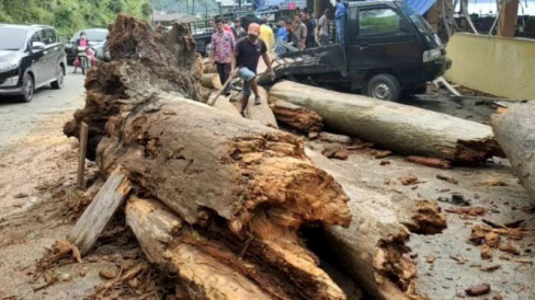 Cuaca Ekstrem Melanda Danau Toba, Satu Pohon Tumbang Timpa Sebuah Warung