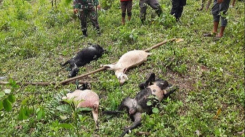 Harimau Sumatera Masuk Perkebunan Ekor Kambing Warga Mati Diterkam