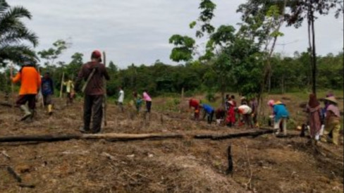 Nugal Tradisi Menanam Padi Darat Tanpa Perairan