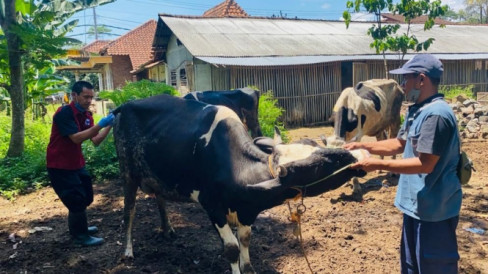 Perawatan Ternak Terkena Penyakit Brucellosis