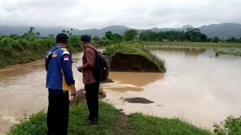 Tanggul Jebol, Puluhan Hektare Lahan Pertanian Di Tulungagung Terendam ...