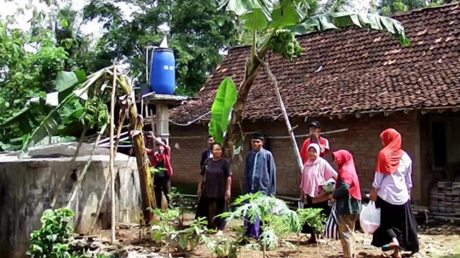 Langka Dan Unik! Satu Pohon Pisang Berbuah 4 Tandan, Gegerkan Warga ...