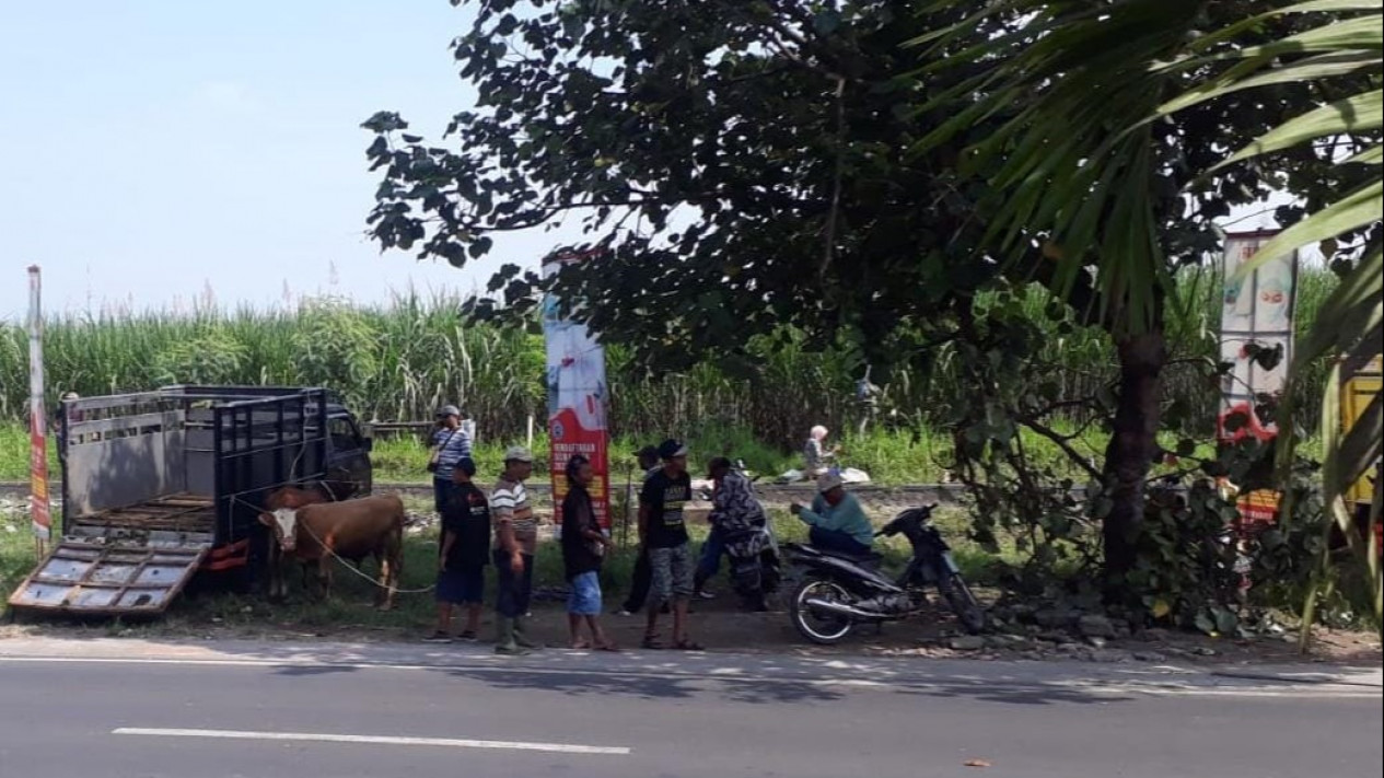 Pedagang Sapi Protes Minta Pasar Hewan di Kabupaten Malang Dibuka Kembali
            - galeri foto