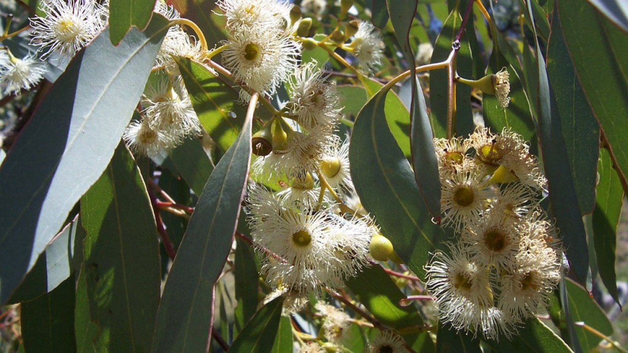 Eucalyptus Tanaman