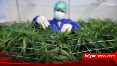 IDI Sebut Penggunaan Ganja Medis Perlu Kajian Mandalam