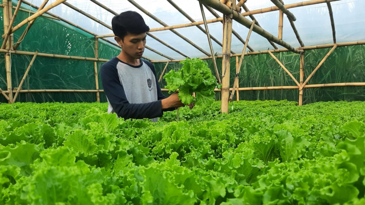 Belajar Dari Youtube Pria Asal Lumajang Ini Sukses Jadi Petani Sayur Hidroponik