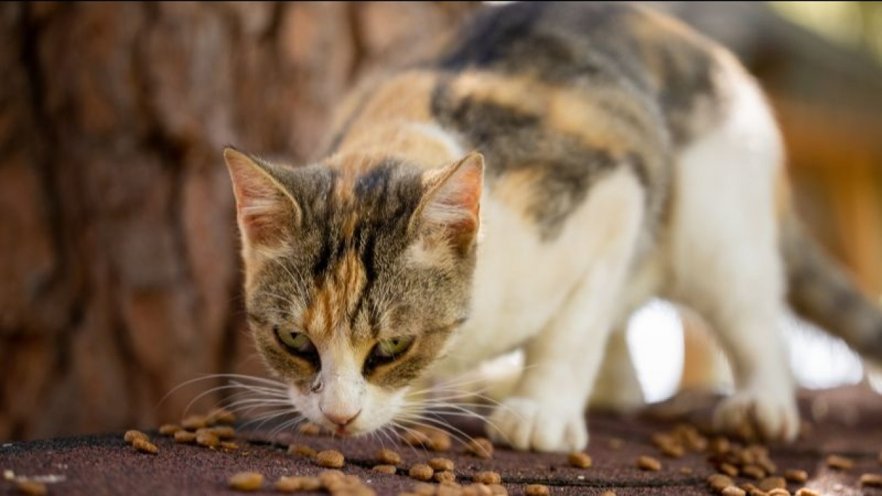 Catat! Ini Sejumlah Makanan yang Tak Boleh Diberikan pada Kucing & Anjing, Salah Satunya Tulang
            - galeri foto