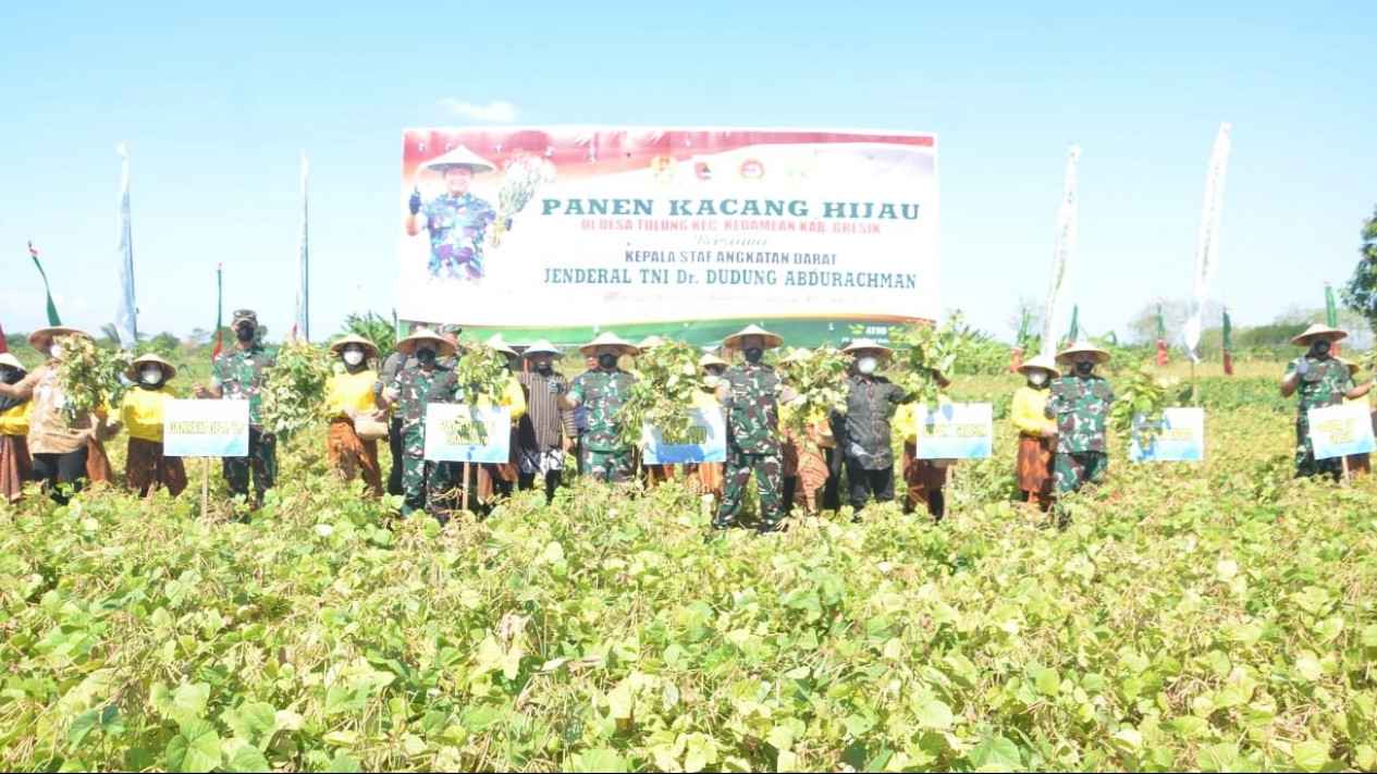 Panen Raya Kacang Hijau di Gresik, KSAD Jenderal TNI Dudung Siap Dukung Lumbung Pangan Nasional
            - galeri foto