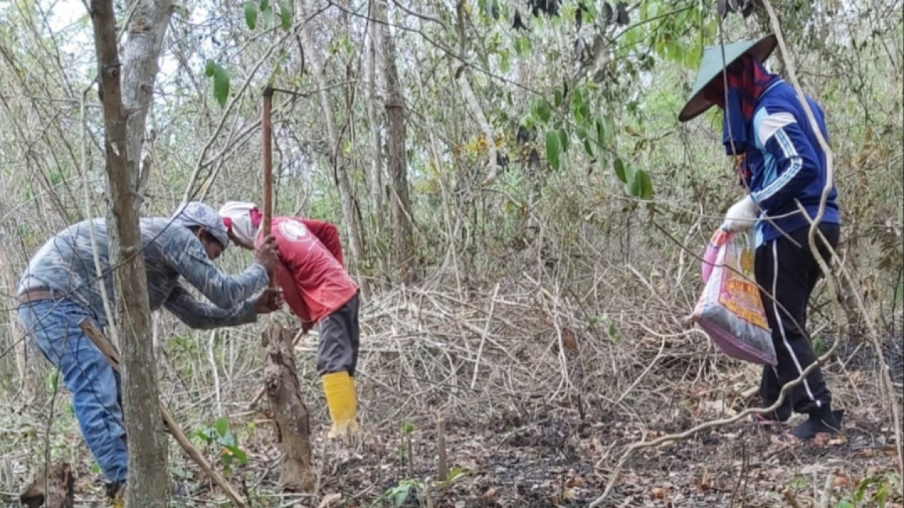 Sejumlah Petani Porang di Panceng Gresik Resah, Sewa Lahan 3 Tahun Tidak Bisa Dikelola
            - galeri foto