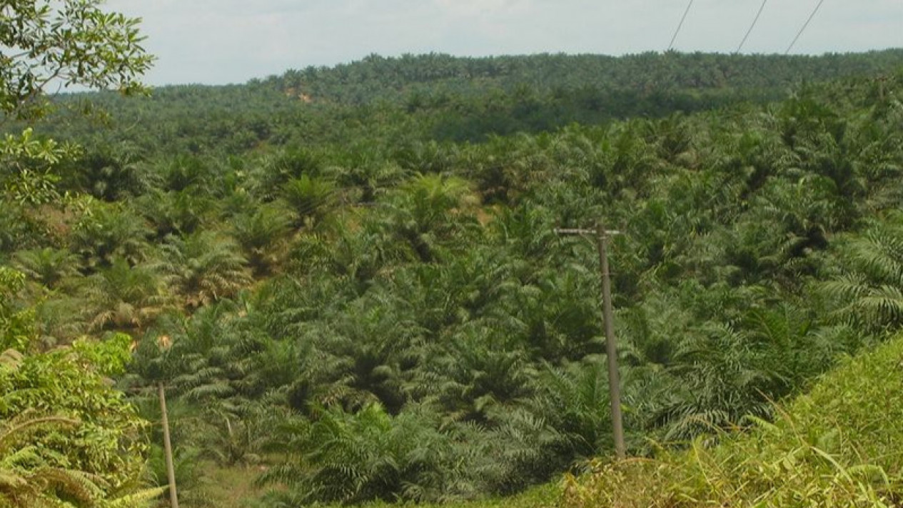 KLHK Identifikasi 3,4 Juta Hektare Sawit Masuk Area Hutan Konservasi Tinggi
            - galeri foto