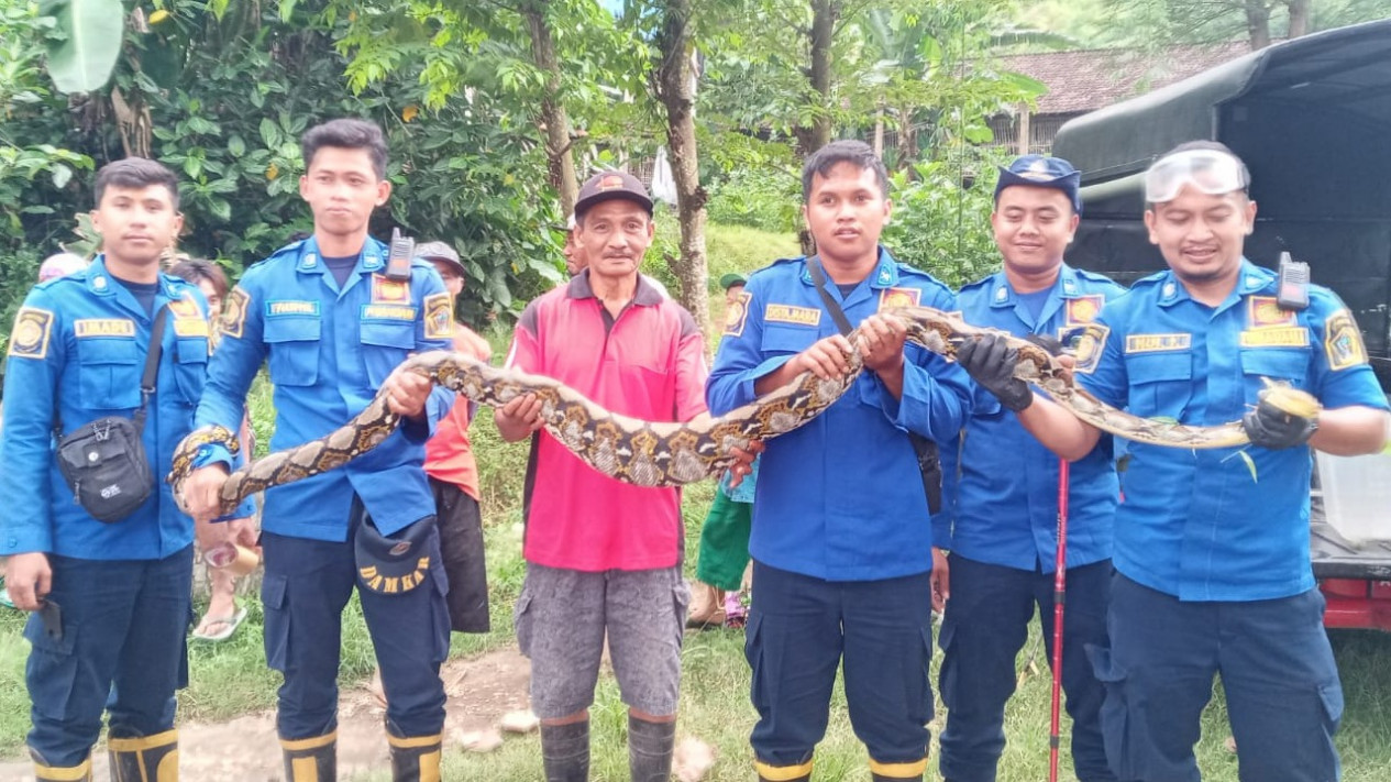 Ngumpet Di Halaman Warga, Ular Piton Sepanjang 4 Meter Diamankan ...