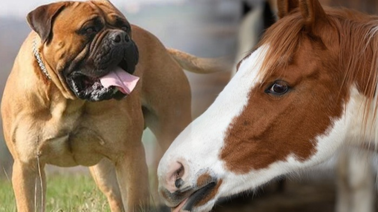 Download video bokep ngentot hewan binatang anjing kuda
