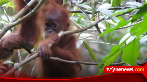 Peneliti Asing Erik Meijaard Dilaporkan oleh KLHK, Diduga Melanggar UU