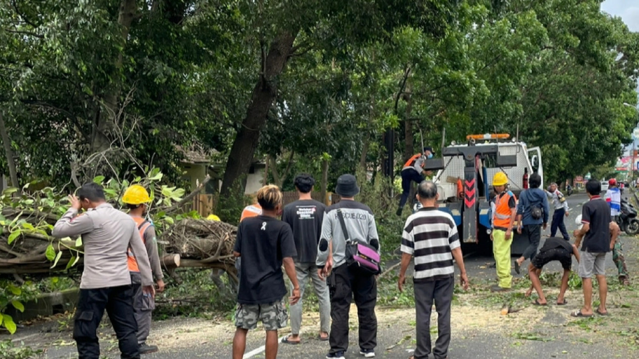 Pohon Tumbang Di Singosari Tutup Akses Jalur Malang - Surabaya Dan ...