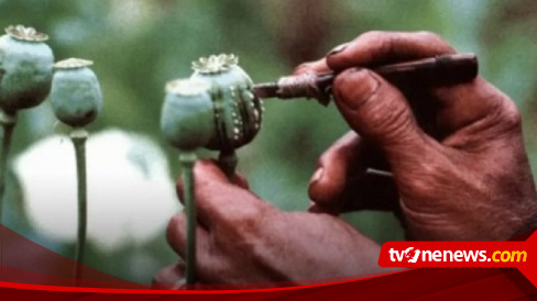 Junta Berkuasa, PBB Sebut Budidaya Opium di Myanmar Meningkat