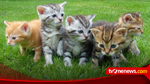 Berikut ini Cara Mudah dan Ampuh untuk Mengetahui Kucing Peliharanmu ...